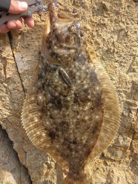 釣り納めでヒラメ4匹