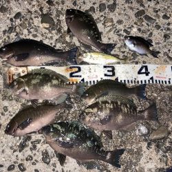 師走のグレ狙い