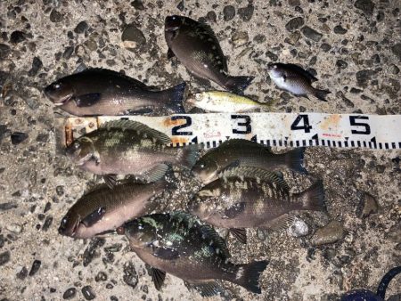 師走のグレ狙い