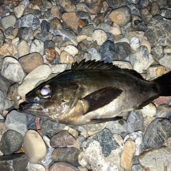 メバルにカサゴ