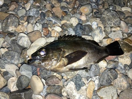 メバルにカサゴ