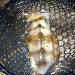 アオリイカ釣行