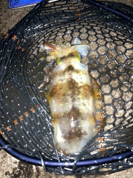 アオリイカ釣行