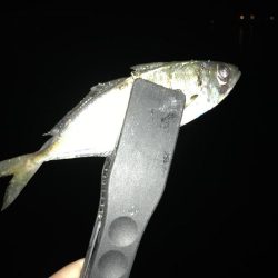 青物が終わって