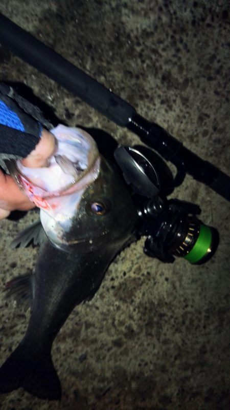 ぶら小河川調査！