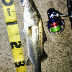 ぶらシーバス!!