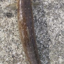 また、また、あいつが・・・・!