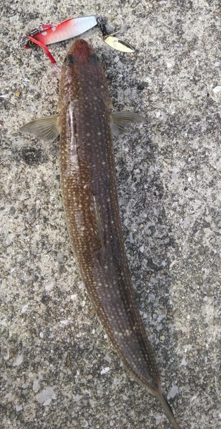 また、また、あいつが････！