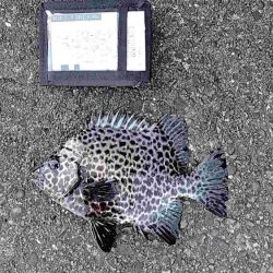 2022年納竿釣行伊豆大島