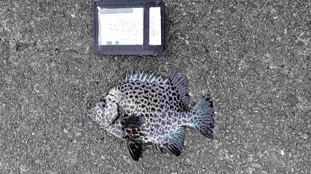 2022年納竿釣行伊豆大島