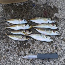 釣り納めアジング