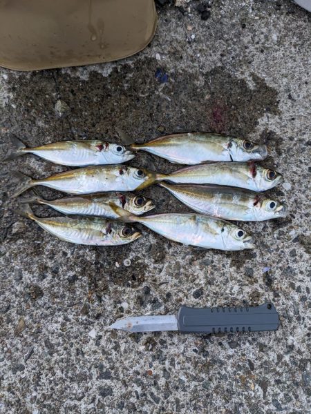 釣り納めアジング