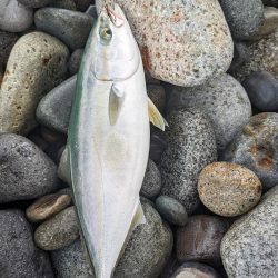 イワシ付き青物爆発