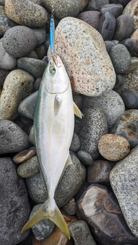 イワシ付き青物爆発