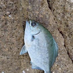 寒グレシーズン開幕