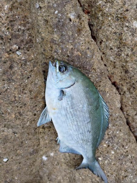 寒グレシーズン開幕