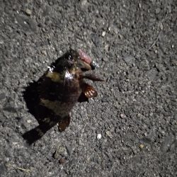 平日のちょい釣り