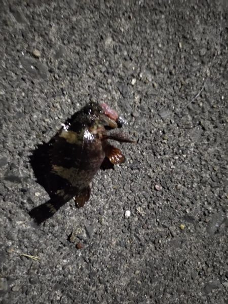 平日のちょい釣り