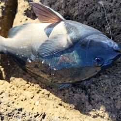 深棚で寒グレ狙い撃ち