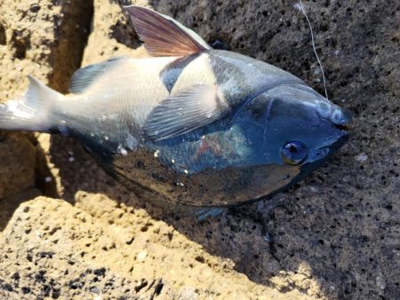 深棚で寒グレ狙い撃ち