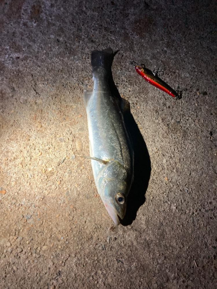 ゴメン！岸壁に衝突