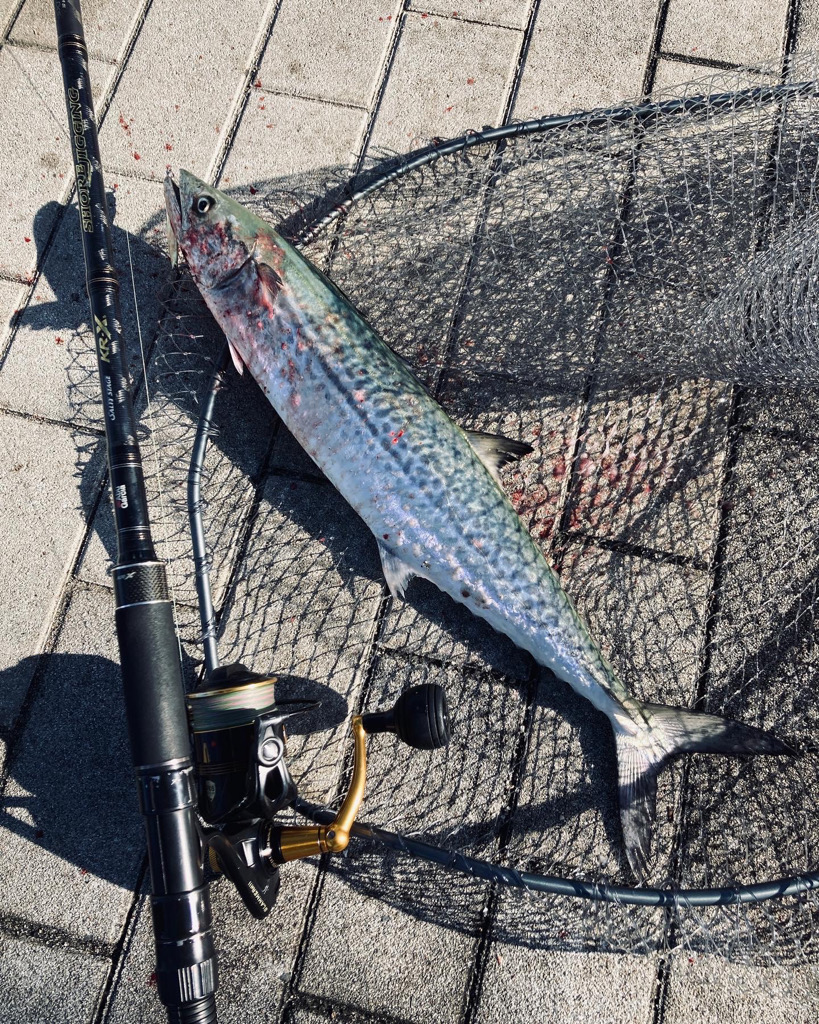 昨日からバラし病。。何とか青牙56cm。