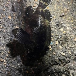 四日市ライトゲームで5目