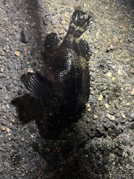 四日市ライトゲームで5目