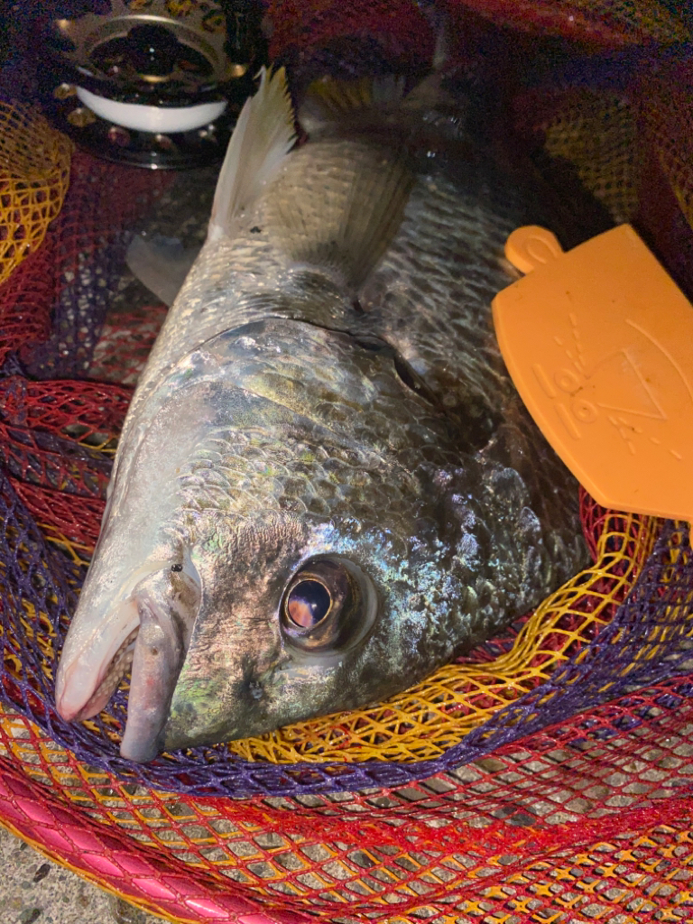 ヘチってきました