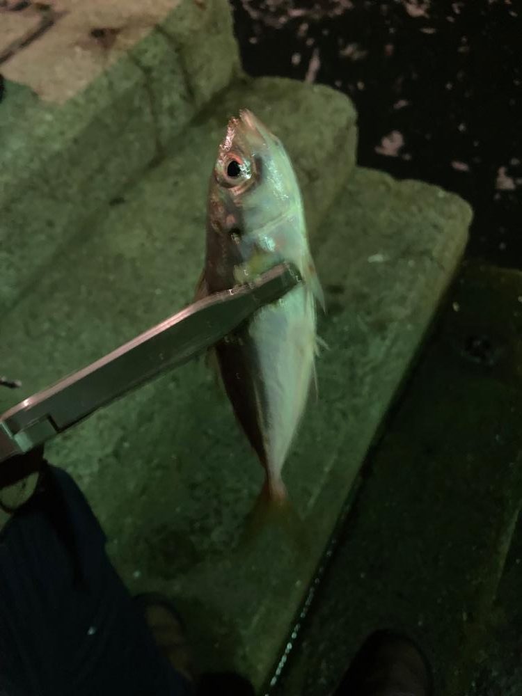 寒くてもアジは元気