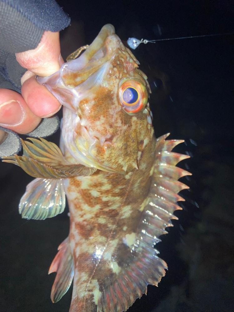 2022ライトゲーム最終戦（第48戦）