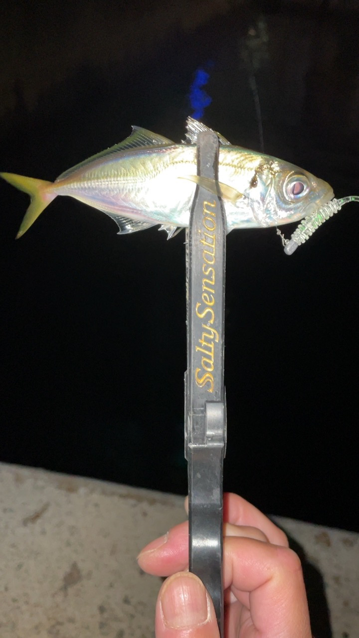 アジングナイト