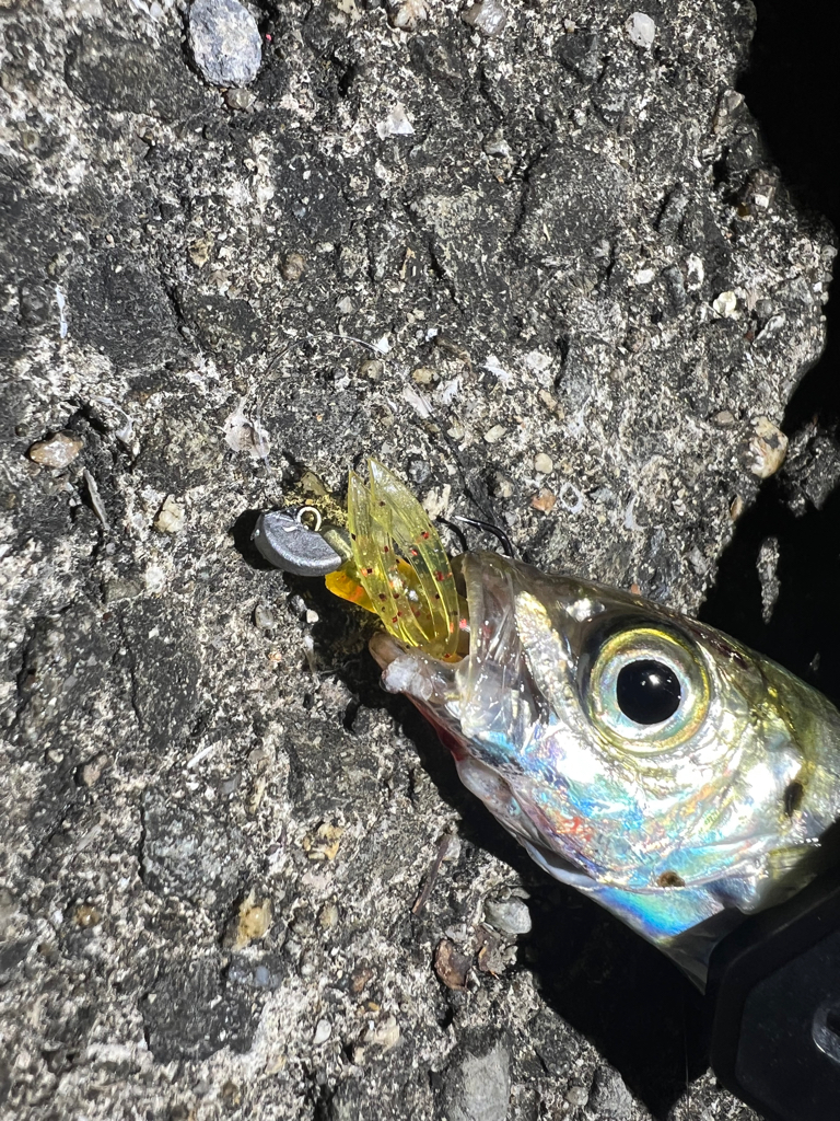 鯵を探して三千里Ver.7 加太港