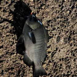 いろいろ釣れました