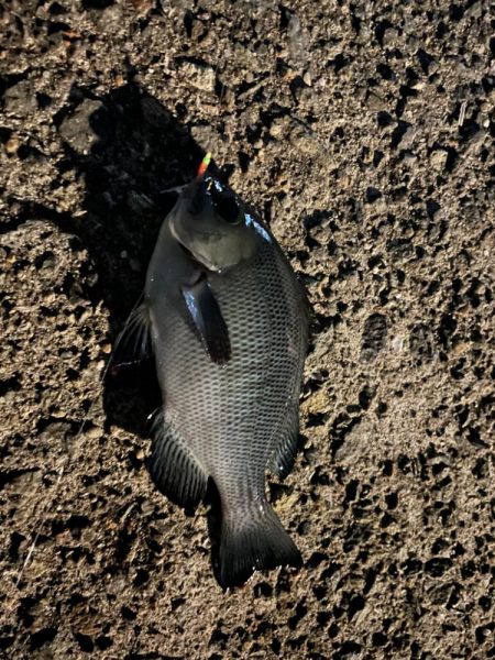 いろいろ釣れました