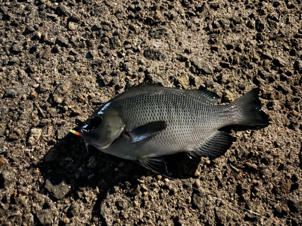 いろいろ釣れました