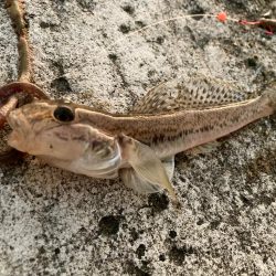 カレイで釣り納めにゃ！