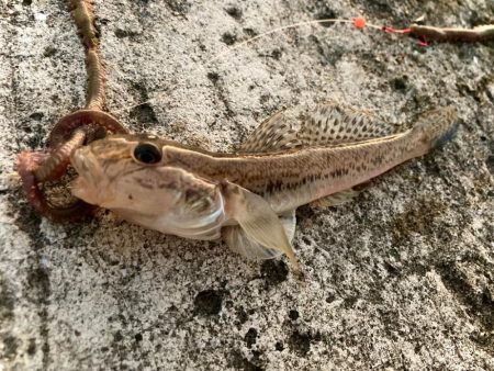 カレイで釣り納めにゃ！