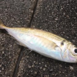 そろそろ終盤か