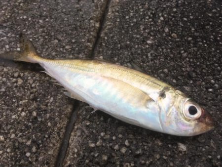 そろそろ終盤か