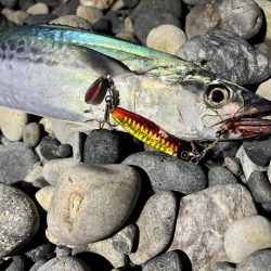 高活性の魚にはマキマキ！