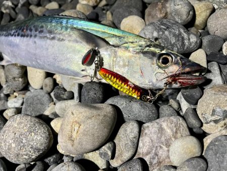 高活性の魚にはマキマキ！