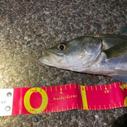 遂に、やっとシーズン突入