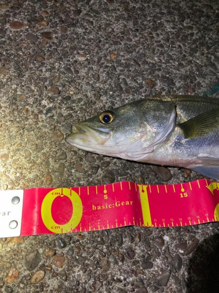 遂に、やっとシーズン突入