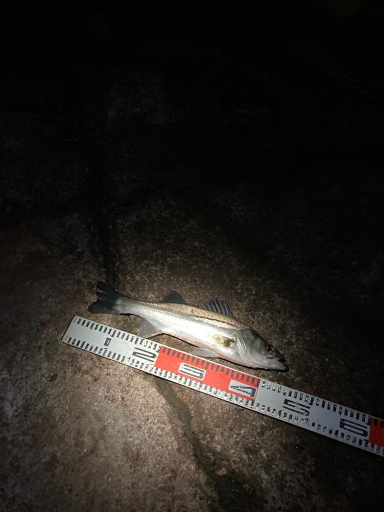 急な強風で戦意喪失