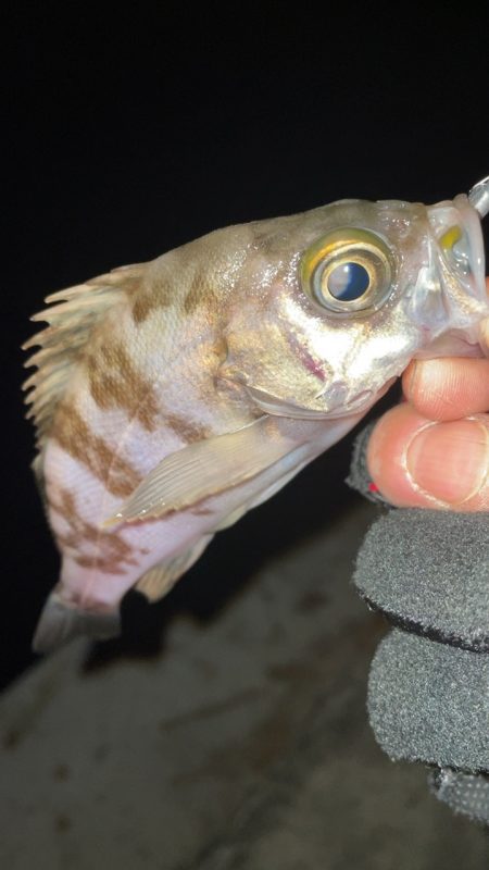 メバリング修行