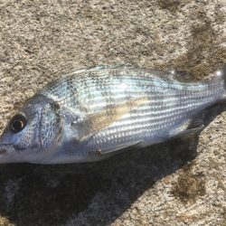 チヌ納め　釣り納め