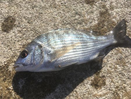 チヌ納め　釣り納め