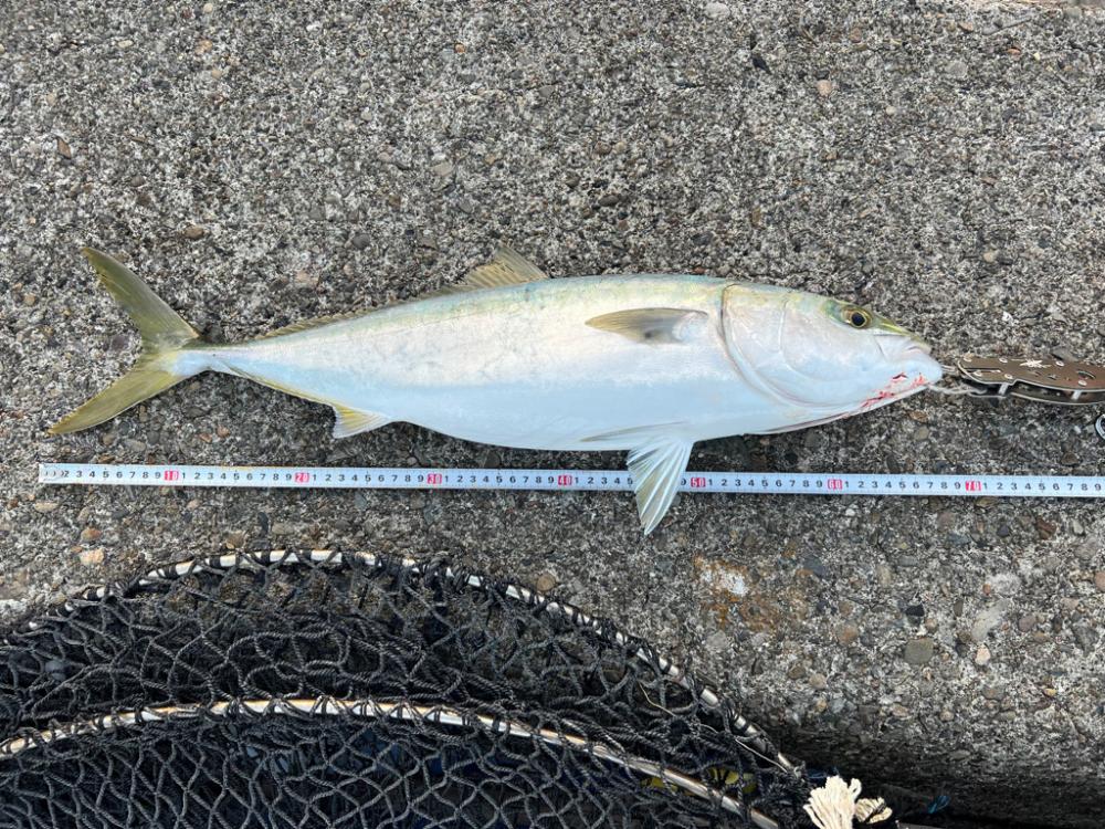 柏島ショアジギング