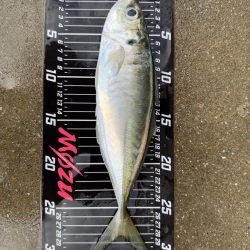２日連続尺アジ
